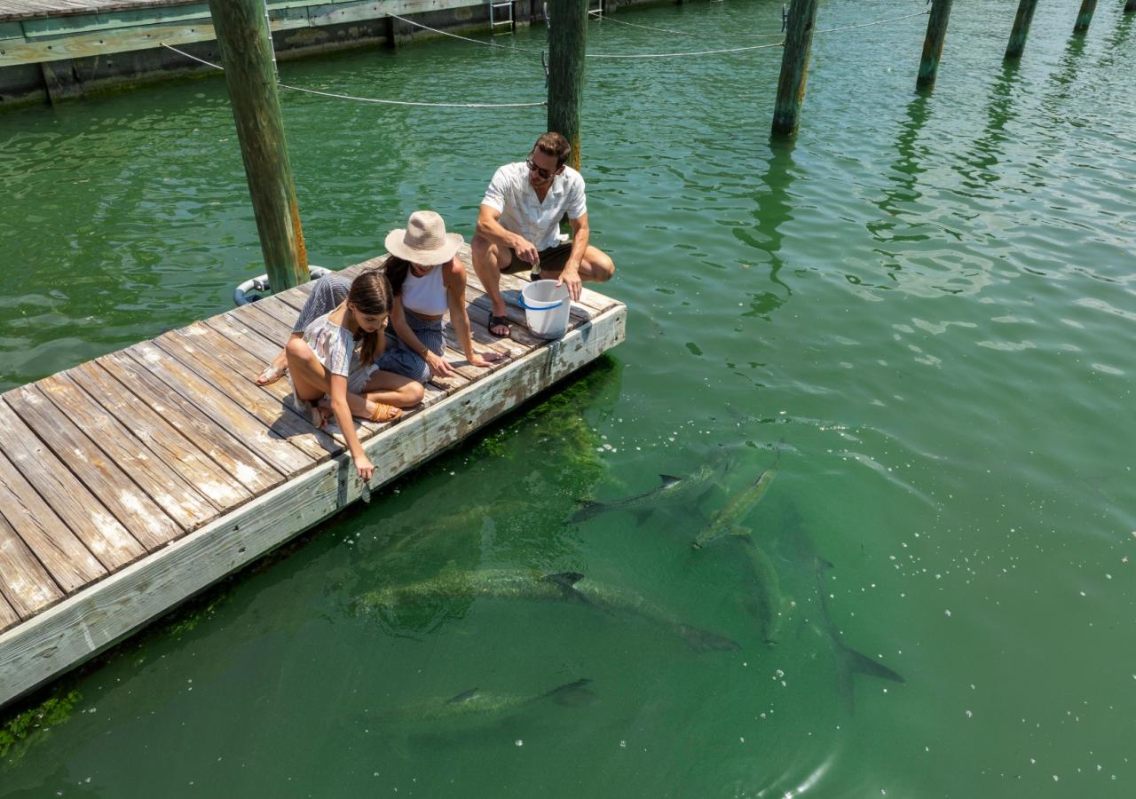 Family feeding tarpon.