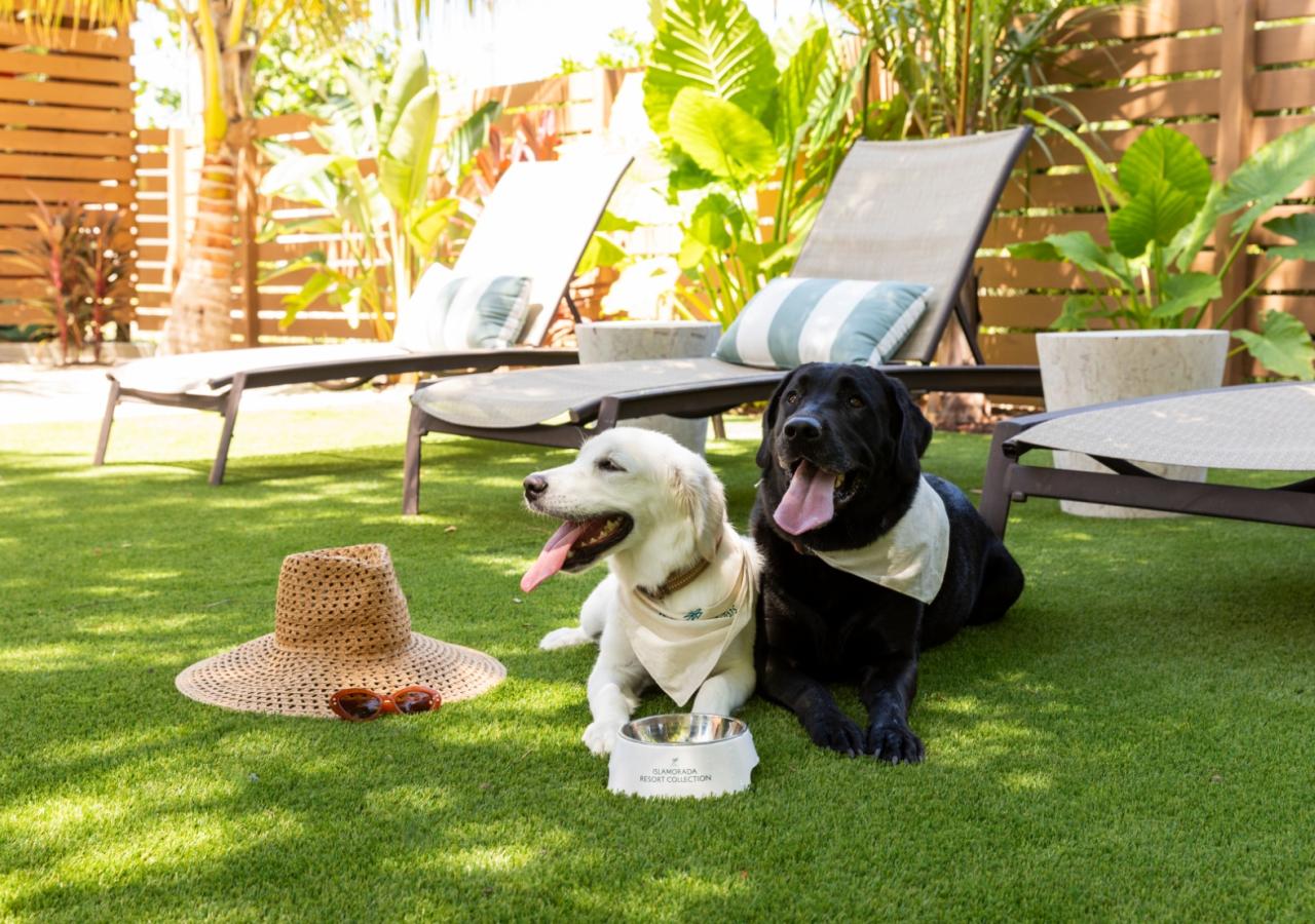 Two labs enjoying the backyard at BOTE House, a unique villa at La Siesta in the Florida Keys.