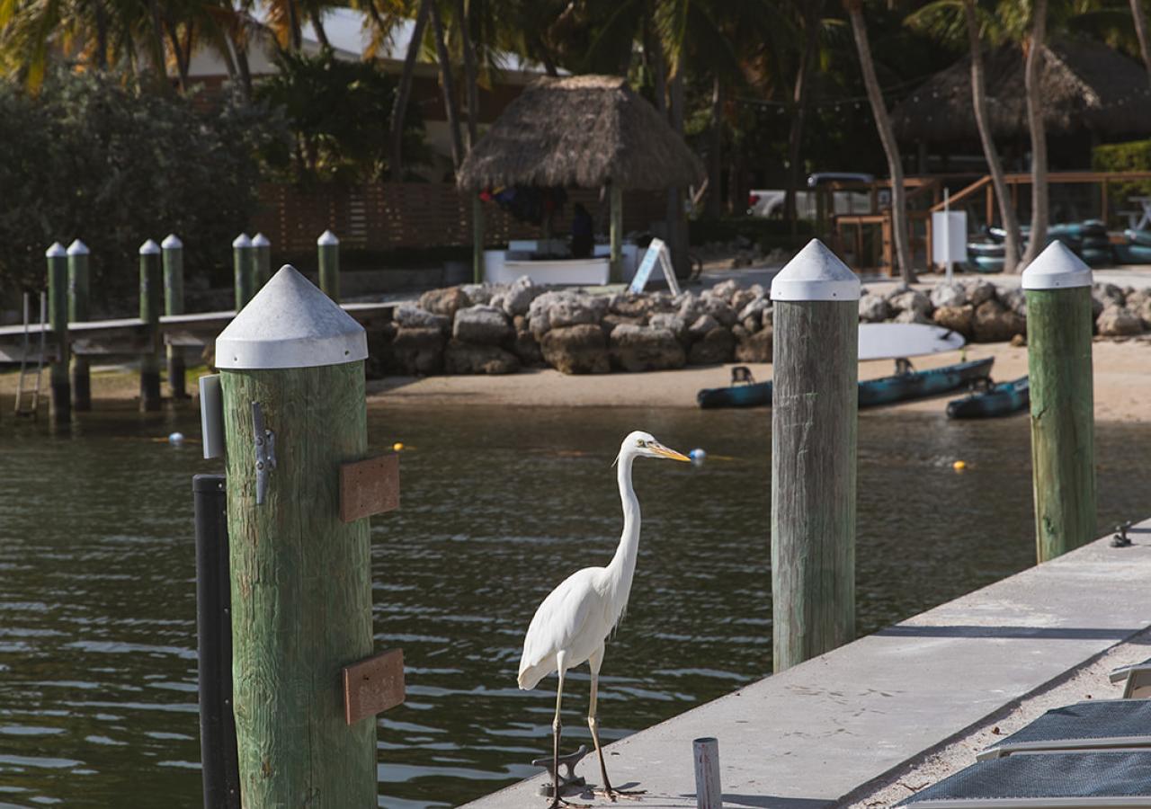 A white heron is walking at the edge of the seawall at La Siesta Resort in the Florida Keys.