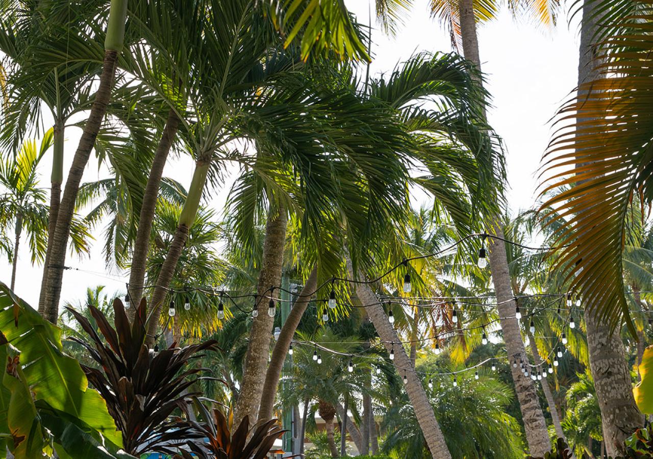 A lush pathway at La Siesta Resort in the Florida Keys.