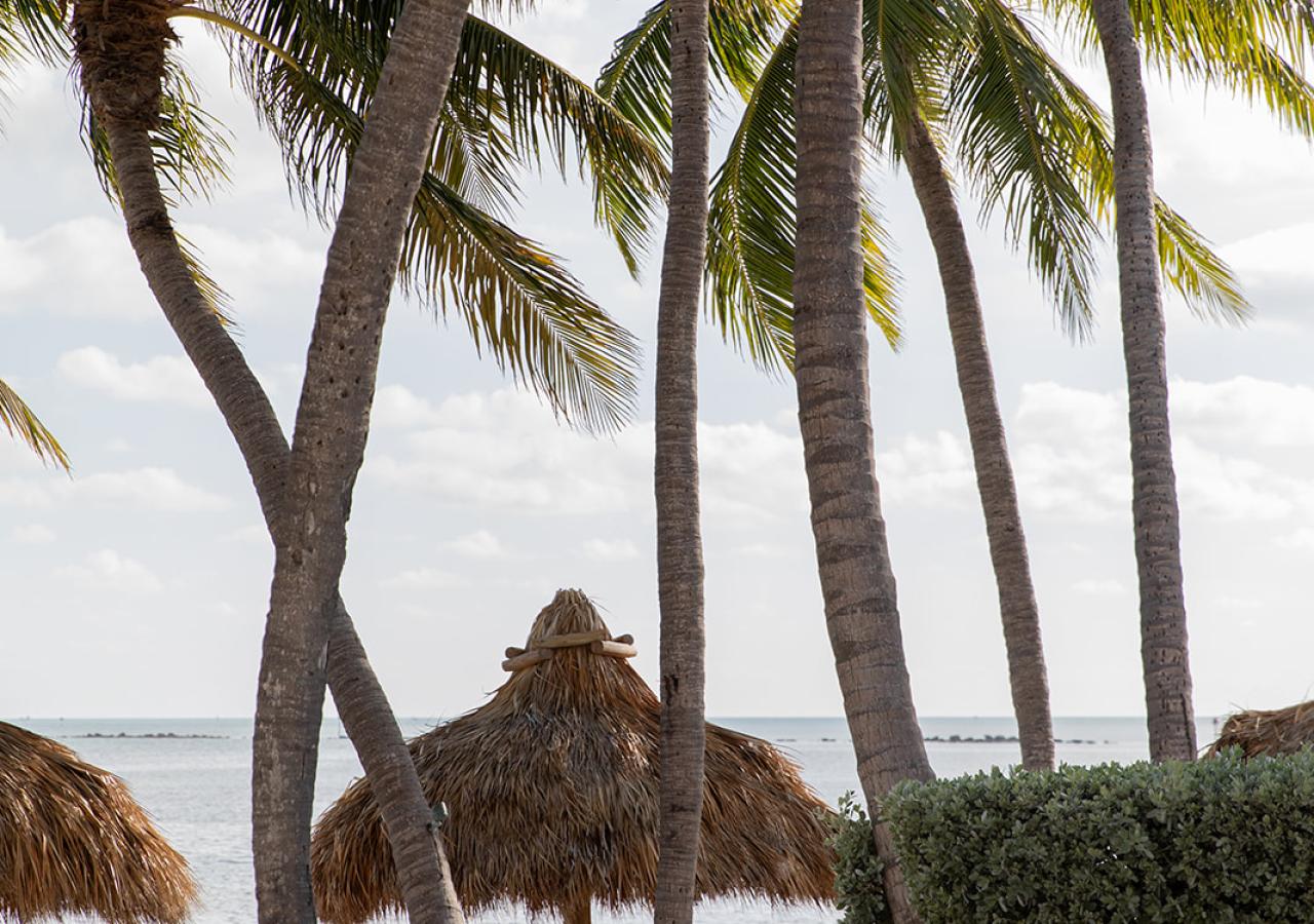 Palm trees and the beach view at Amara Cay Resort in Islamorada, Florida.