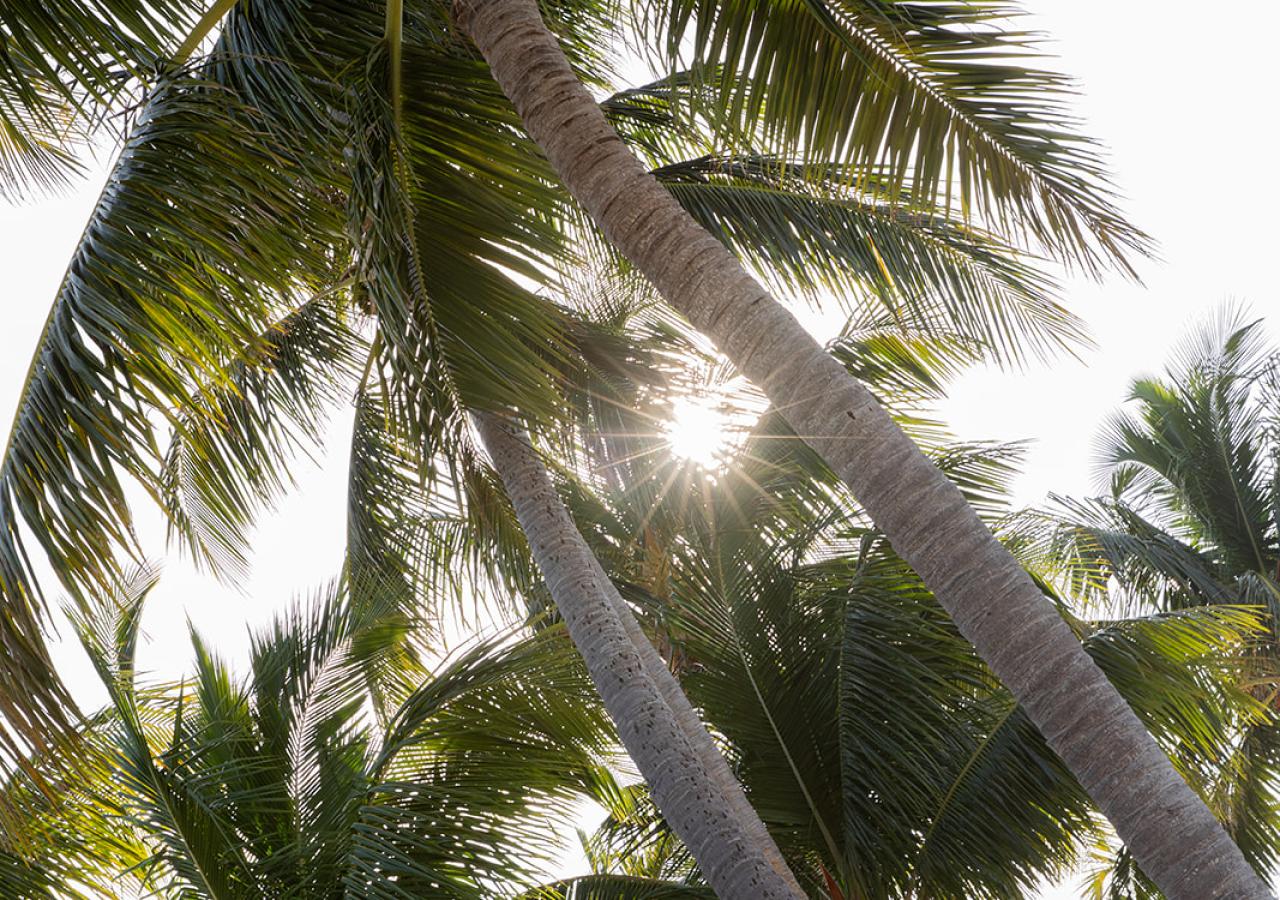 Palm trees against a sunny sky at Amara Cay Resort in the Florida Keys.