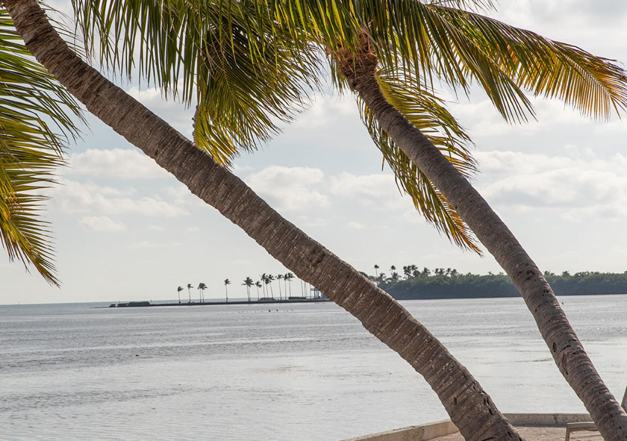 Palm trees next to the seawall at the beach of Amara Cay Resort in Islamorada, FL.