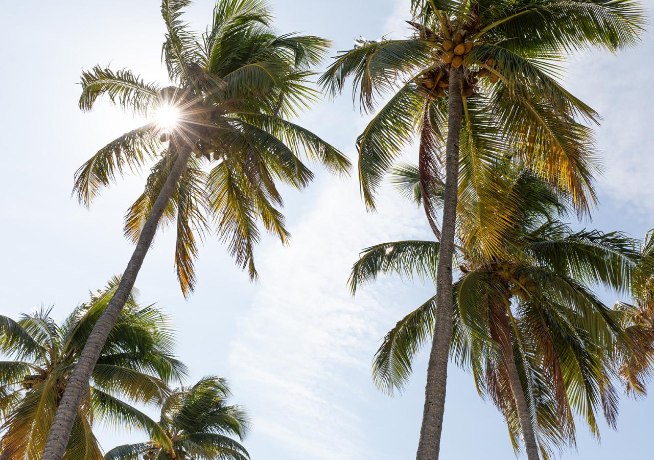 Palm trees and the blue sky at La Siesta, an oceanfront resort in the Florida Keys.