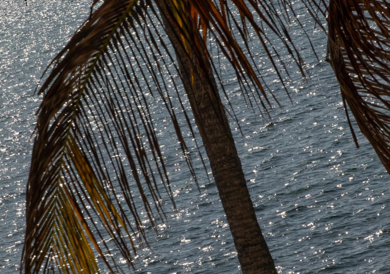A silhouette of a palm tree frond in front of the sparkling ocean. A view from La Siesta Resort & Villas.