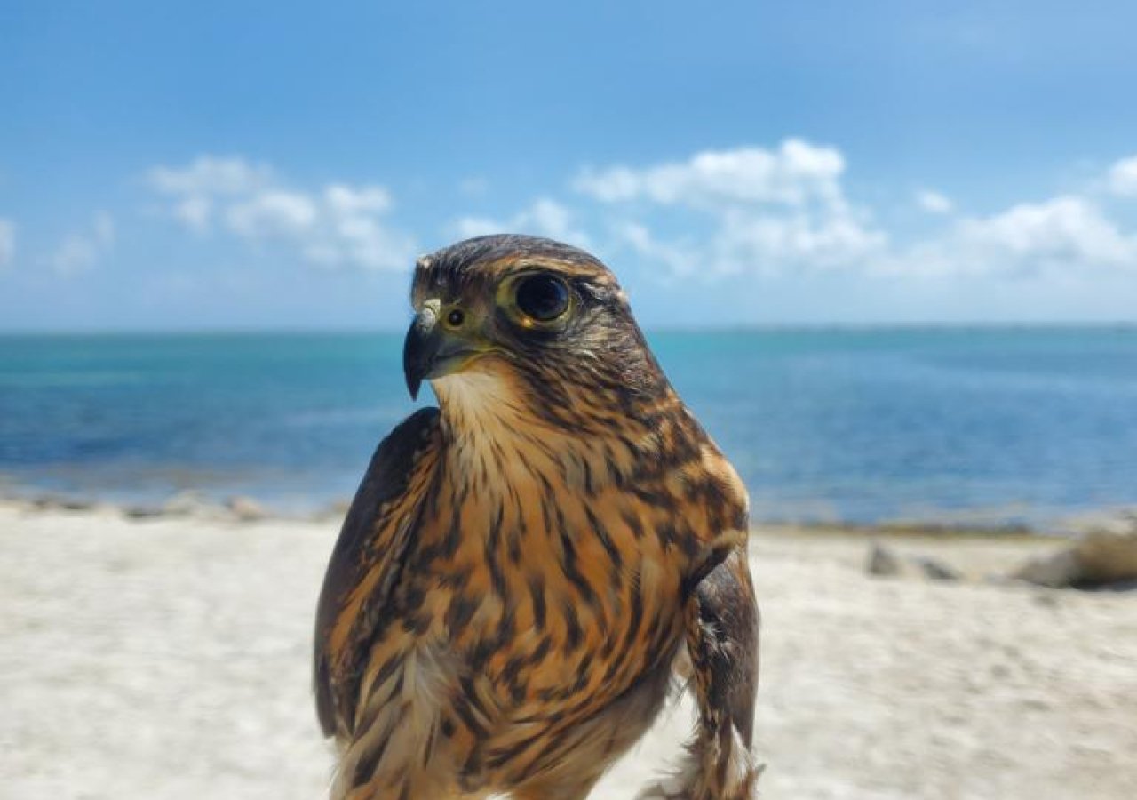 small hawk on a gloved hand