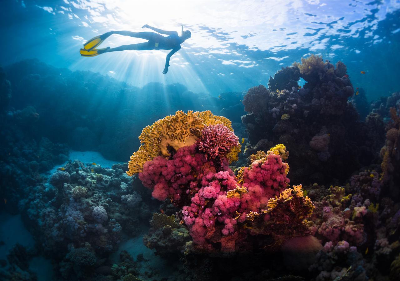 person swimming over a reef