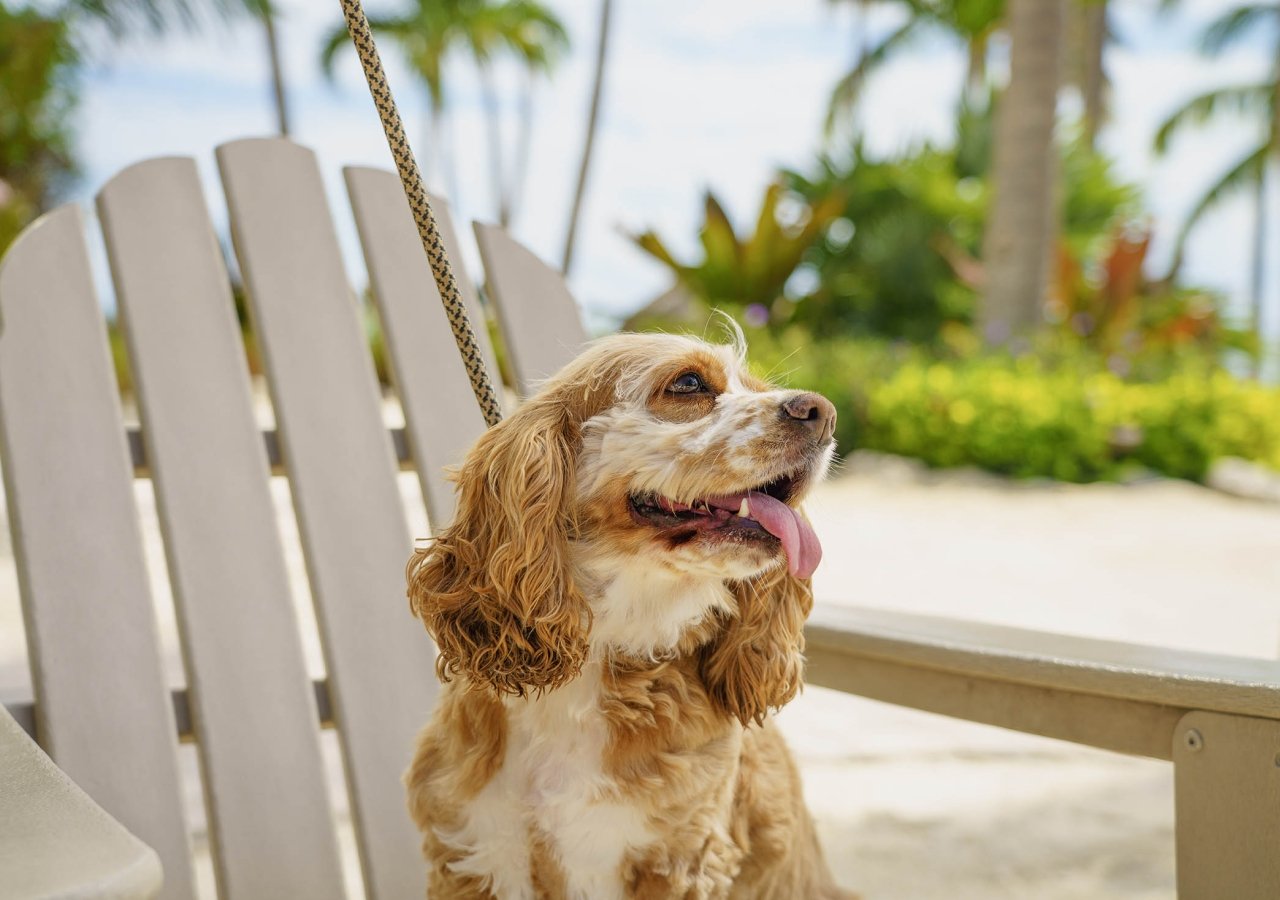 dog sitting in a beach chair