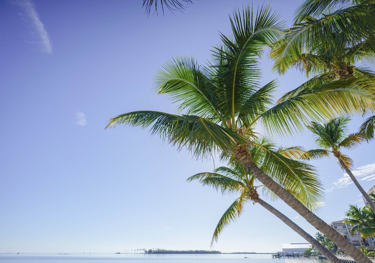 palm frees with a blue sky with clouds