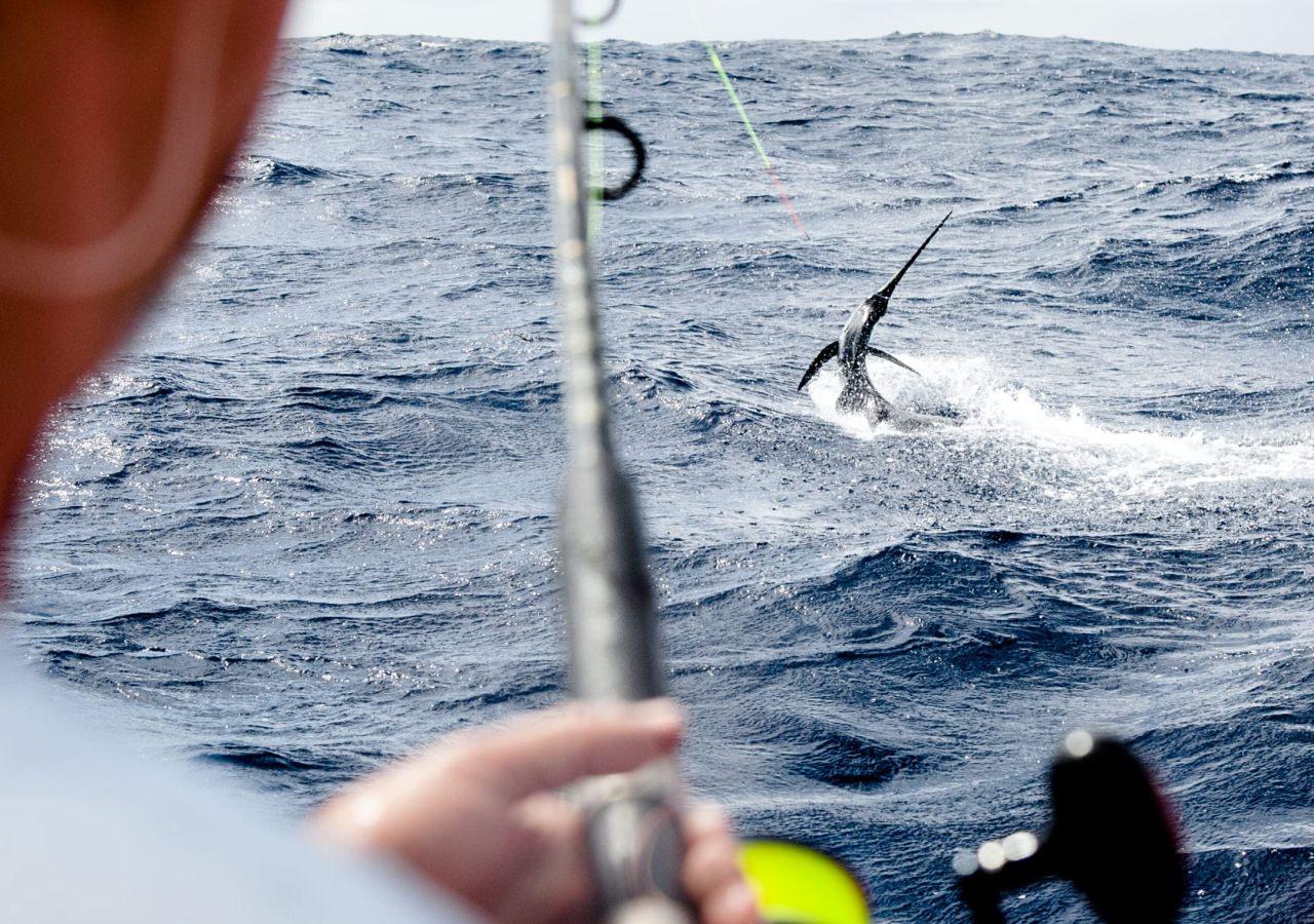 Fishing for swordfish