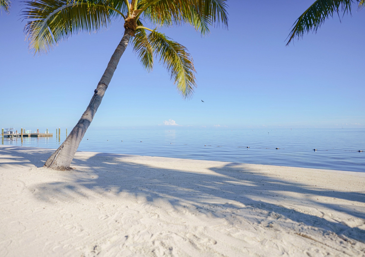 white sand beach with a palmtree