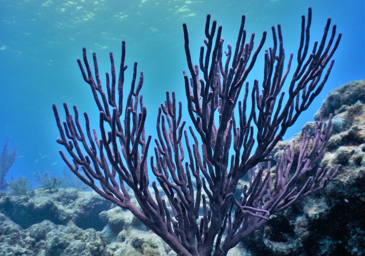 Coral Reef in the Florida Keys