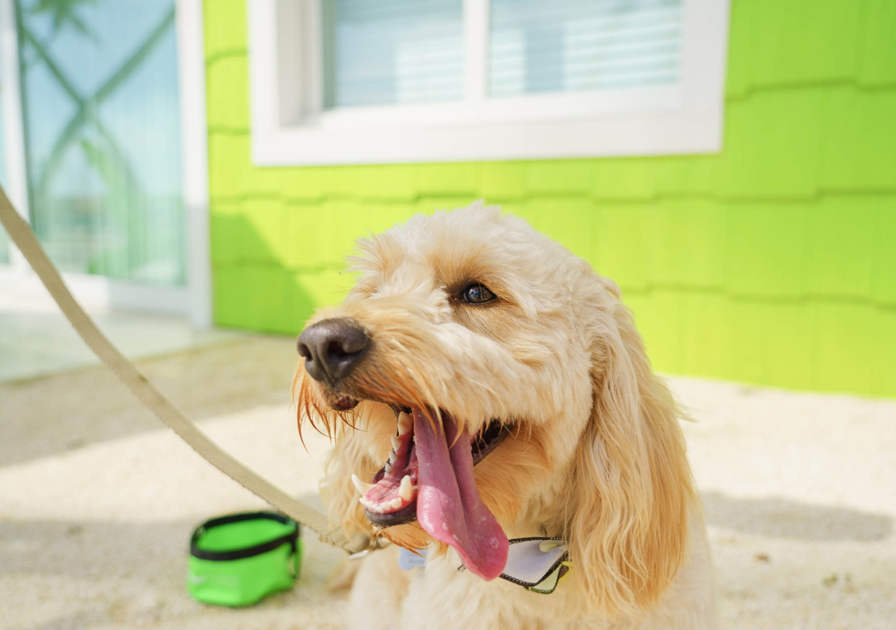 dog on the beach with a lime green bowl