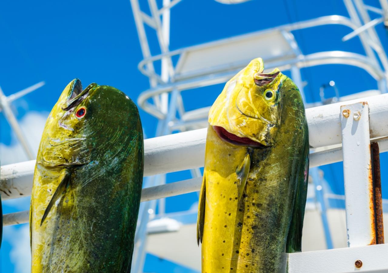 Mahi Mahi Fish 