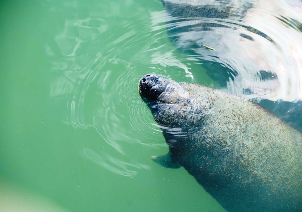 manatee