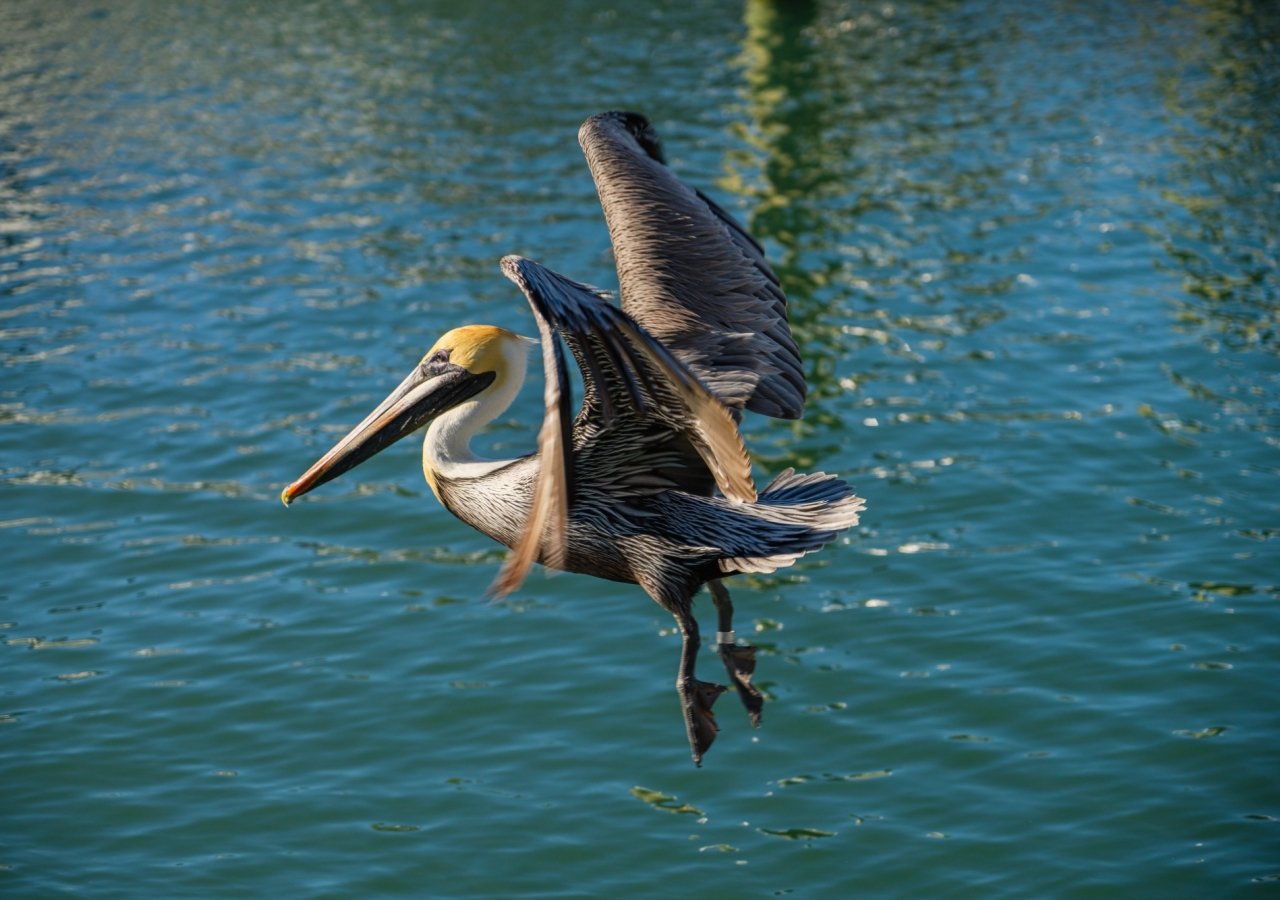 Pelican in flight