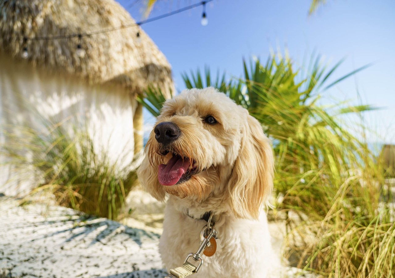 dog on the beach