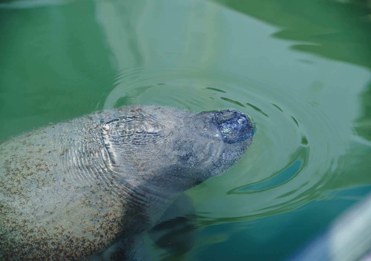 manatee in the water