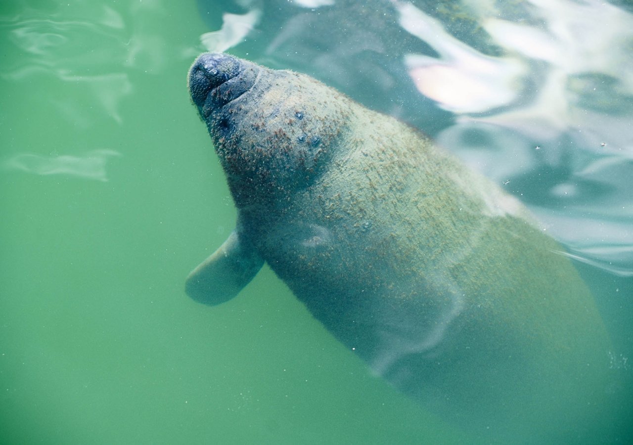 manatee in the water