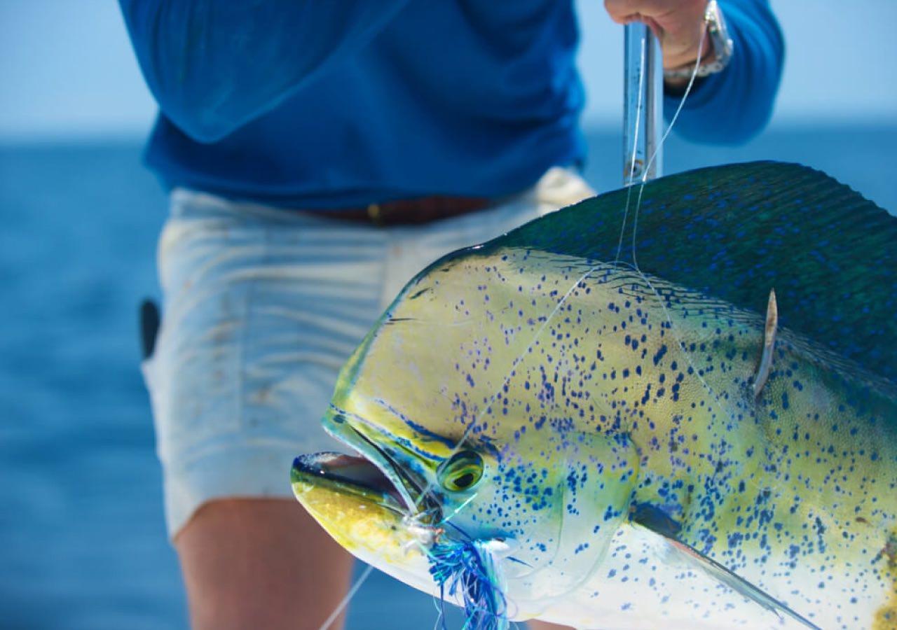 Fish being weighed