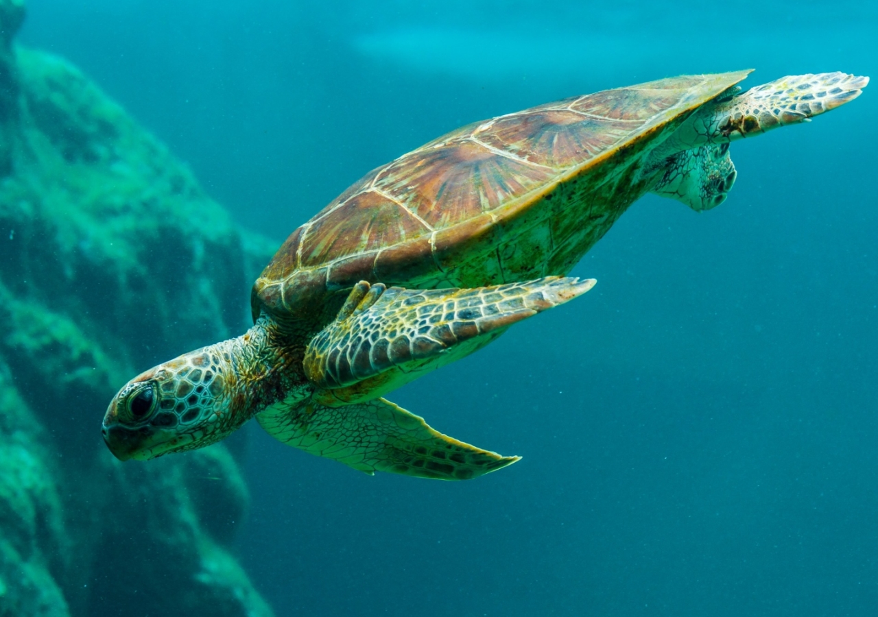 sea turtle underwater