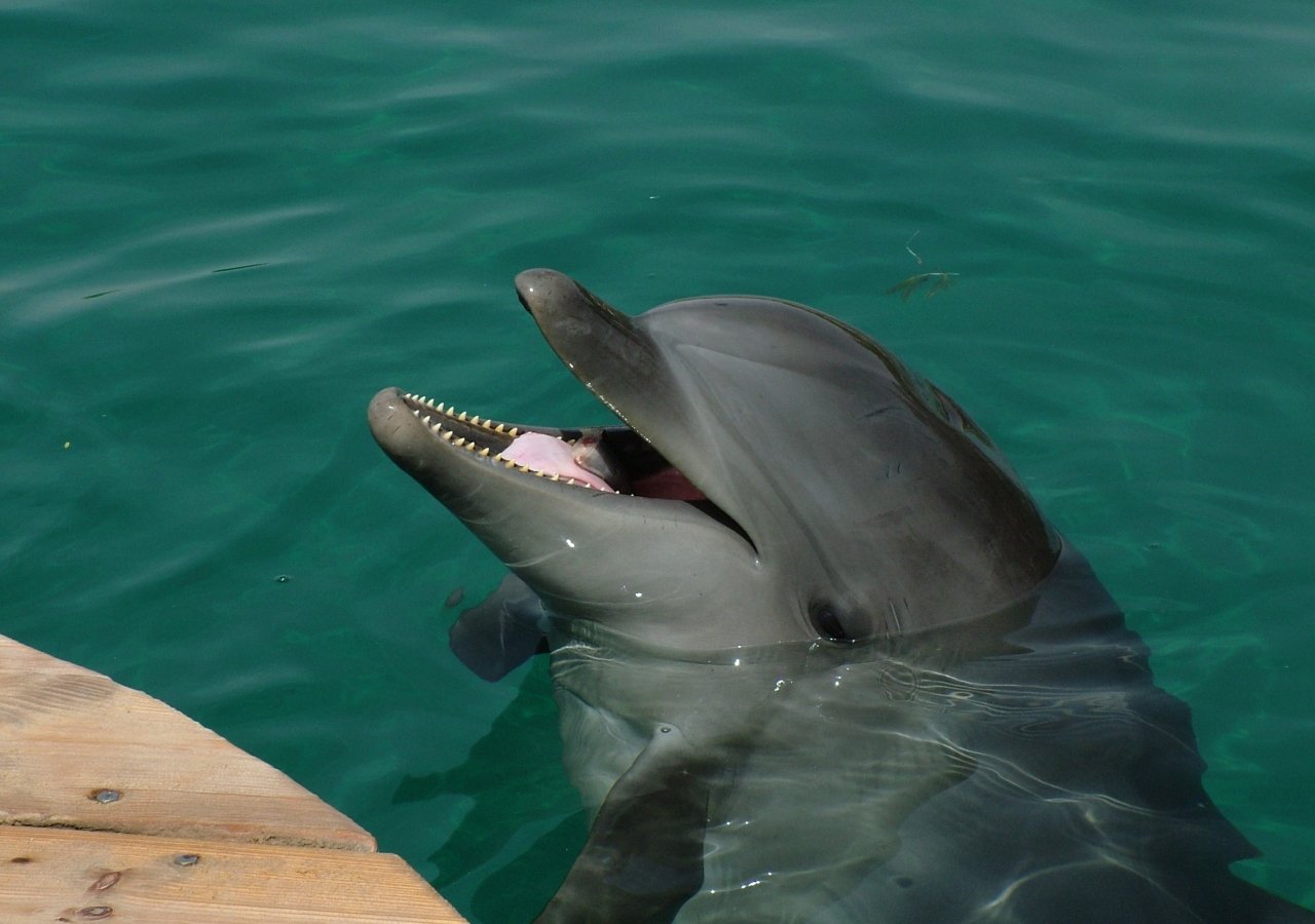 dolphin in the water