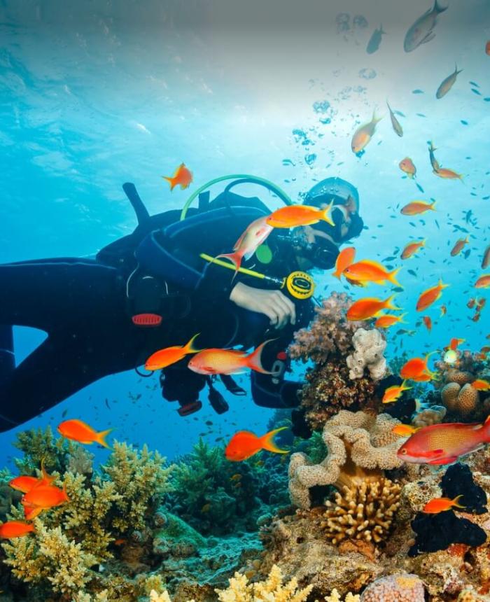 Snorkeling coral