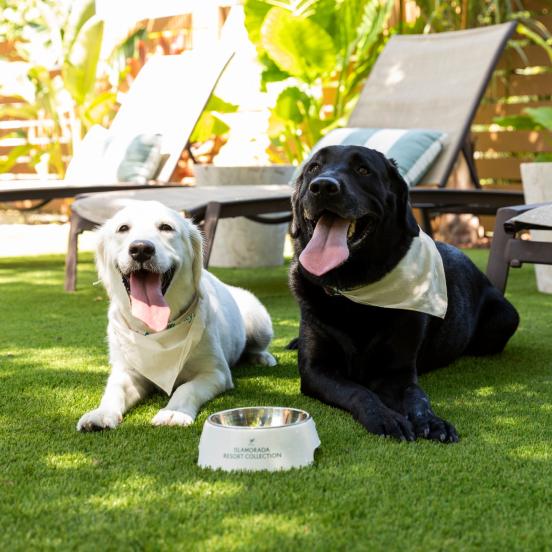 Two dogs sitting outside at the resort in Islamorada.