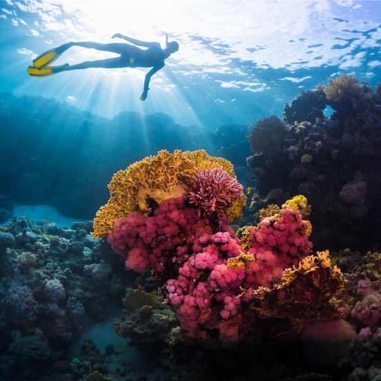 person swimming over a reef