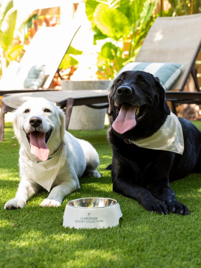 Two dogs sitting outside at the resort in Islamorada.