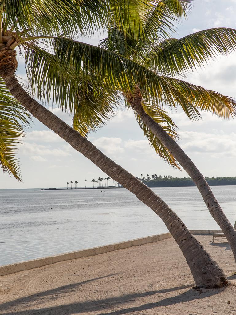 Palm trees next to the seawall at the beach of Amara Cay Resort in Islamorada, FL.