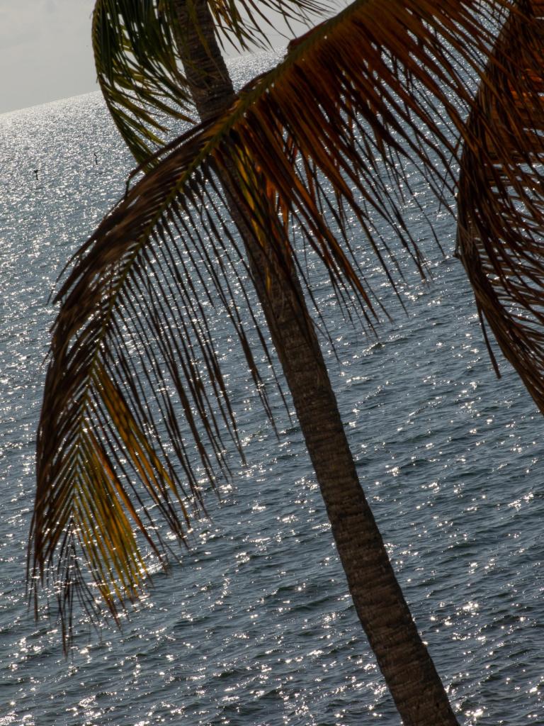 A silhouette of a palm tree frond in front of the sparkling ocean. A view from La Siesta Resort & Villas.