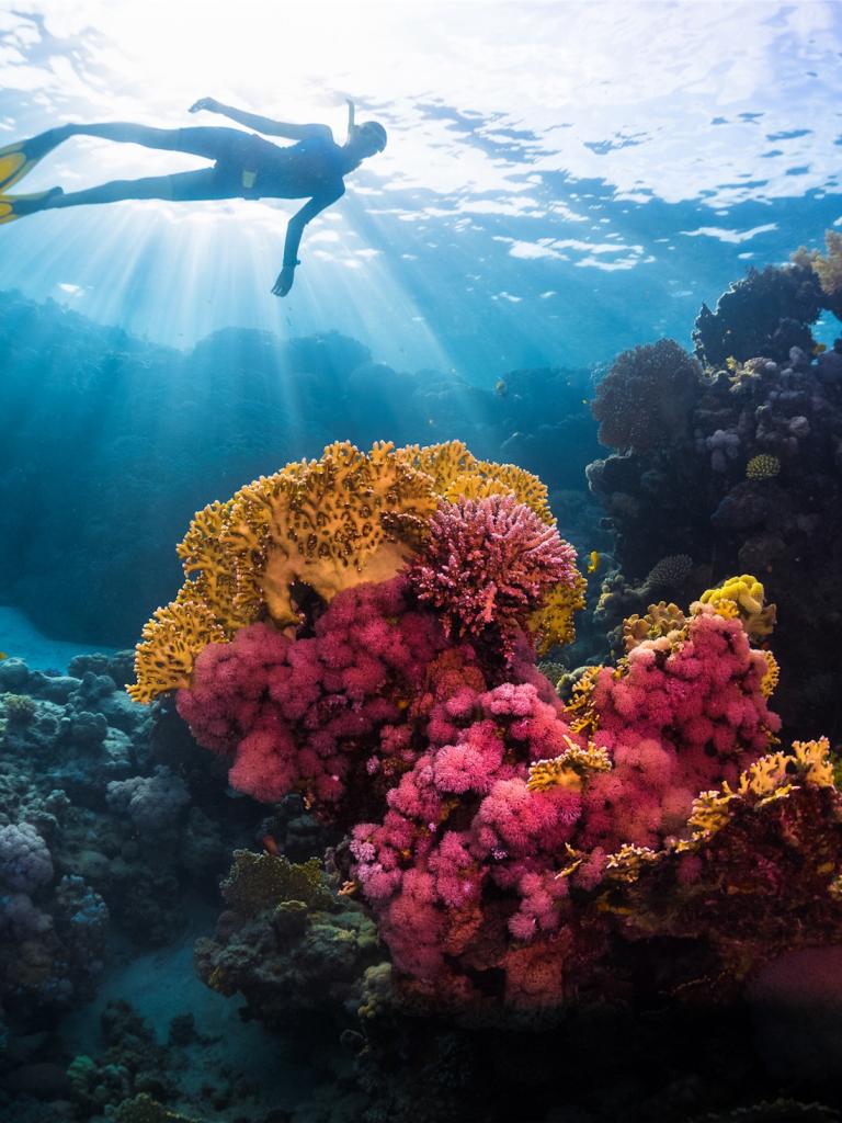 person swimming over a reef