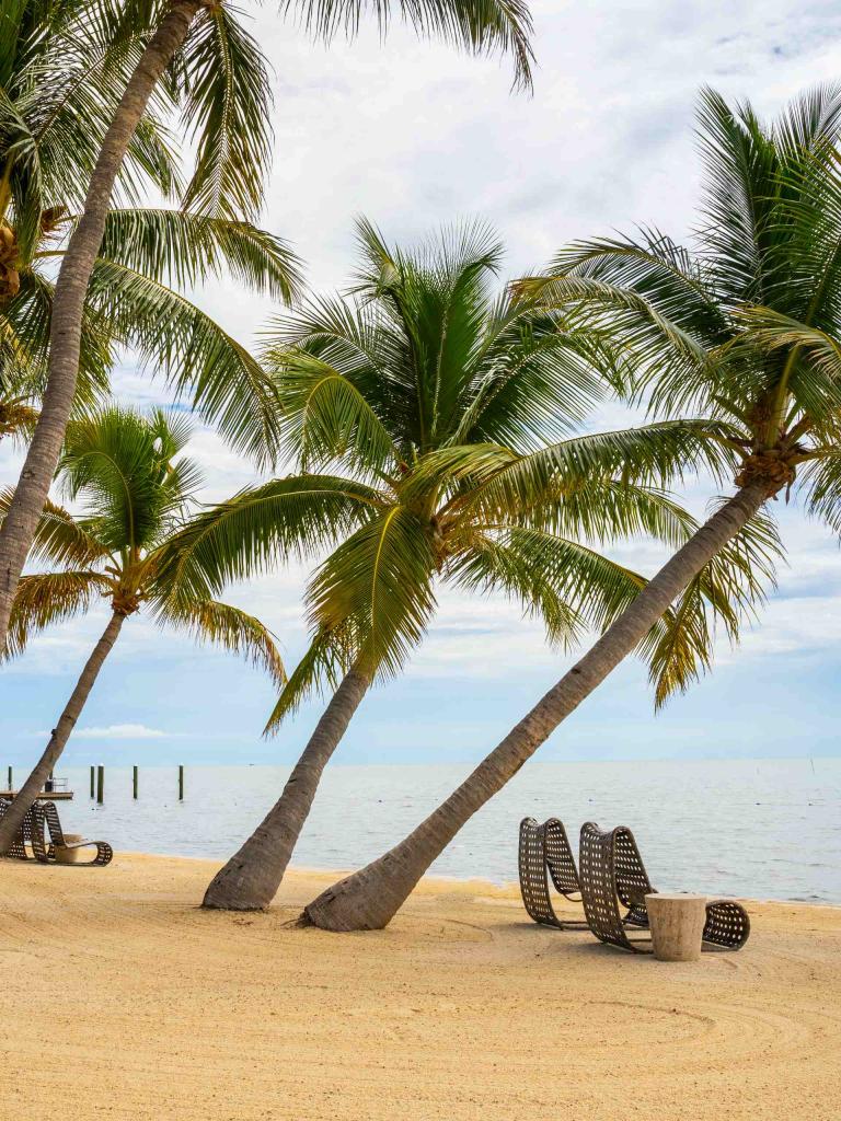 A beach with palm trees and beach lounge chairs facing the water