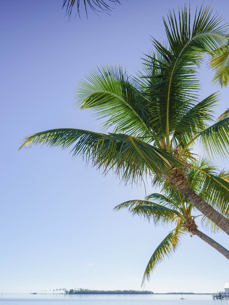 palm frees with a blue sky with clouds