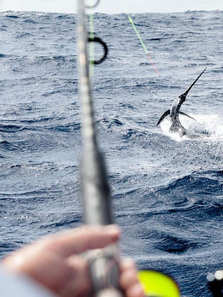 Fishing for swordfish