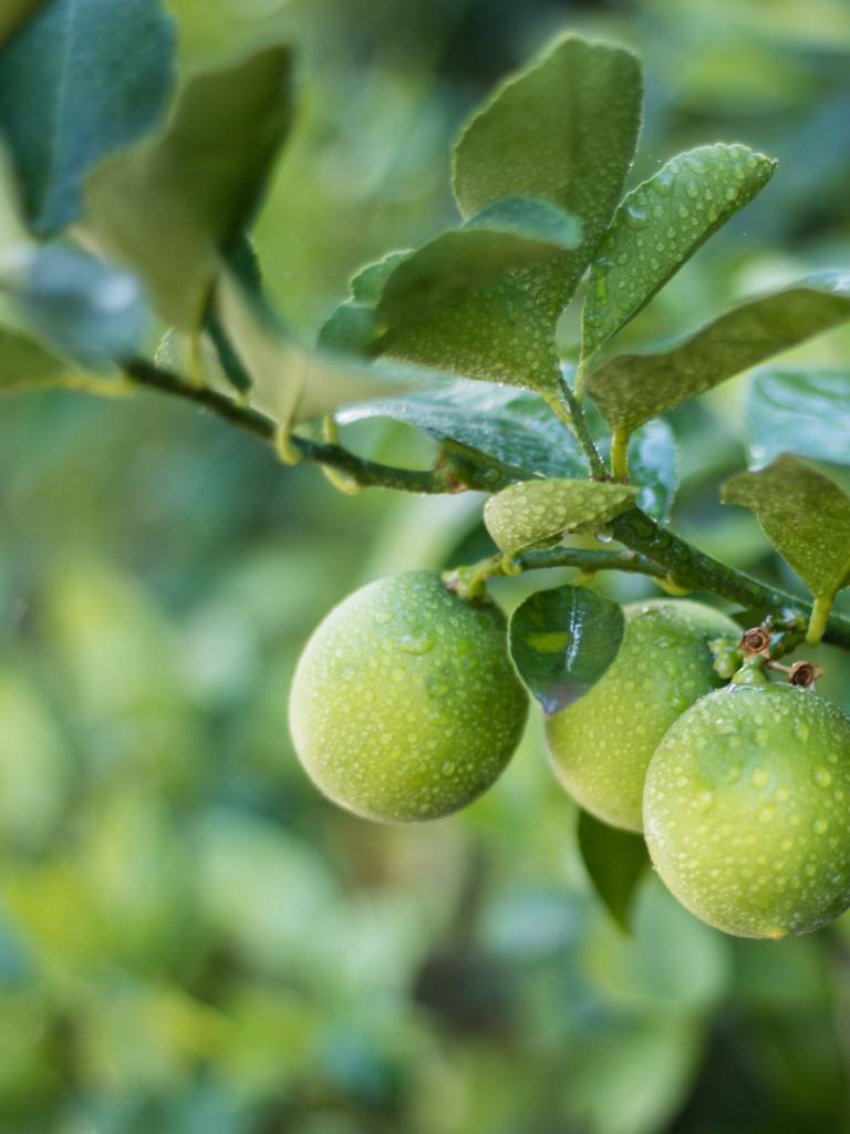 limes on a tree