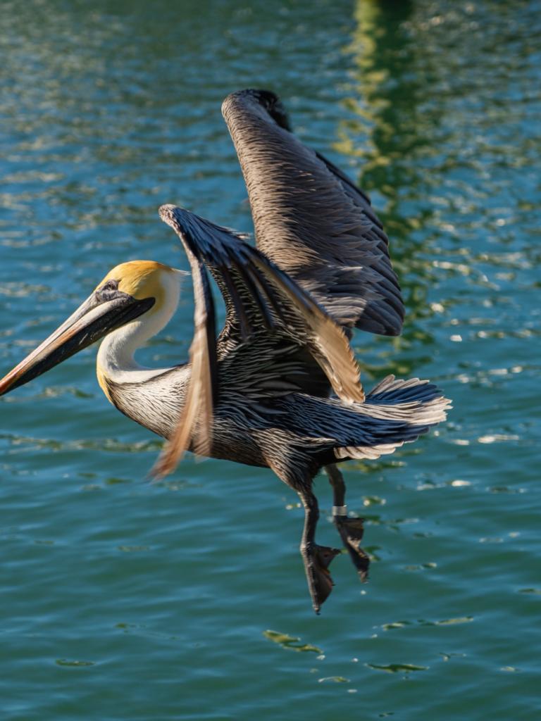 Pelican in flight