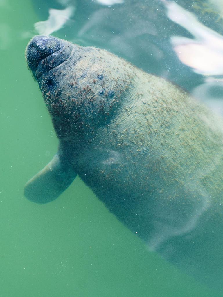 manatee in the water