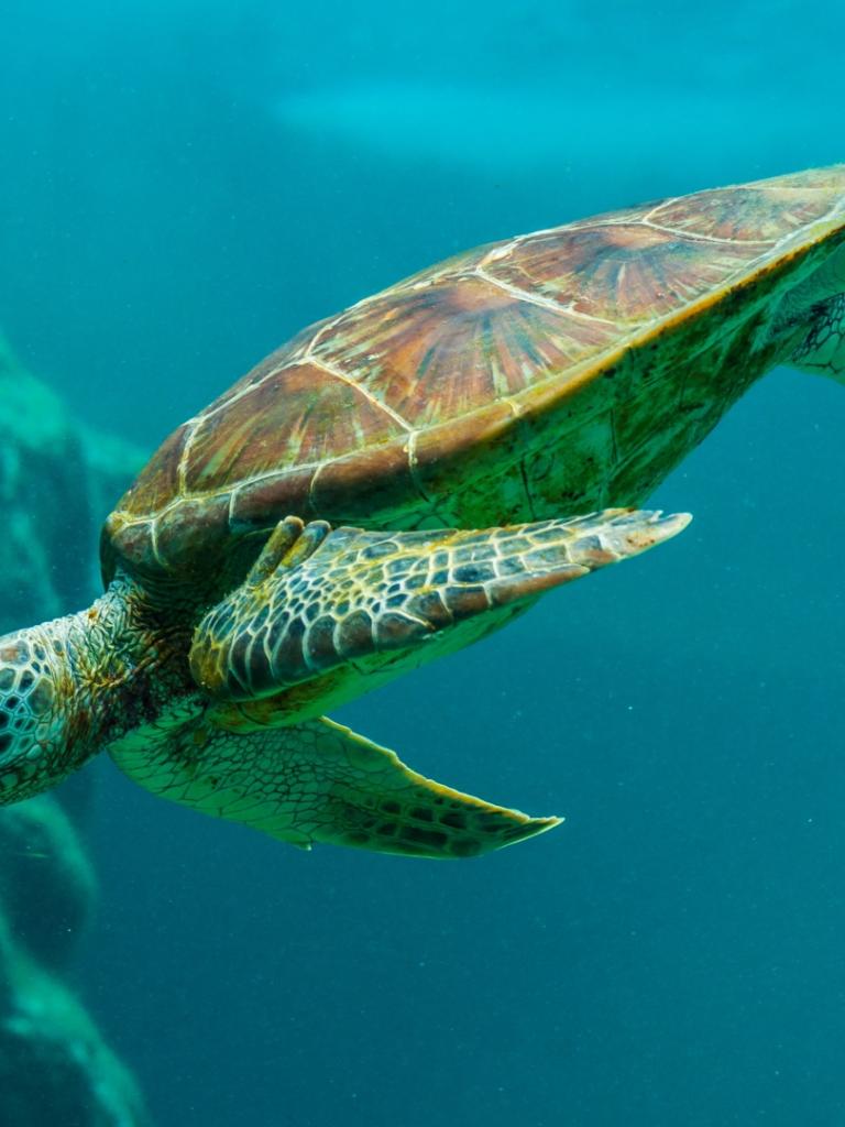 sea turtle underwater