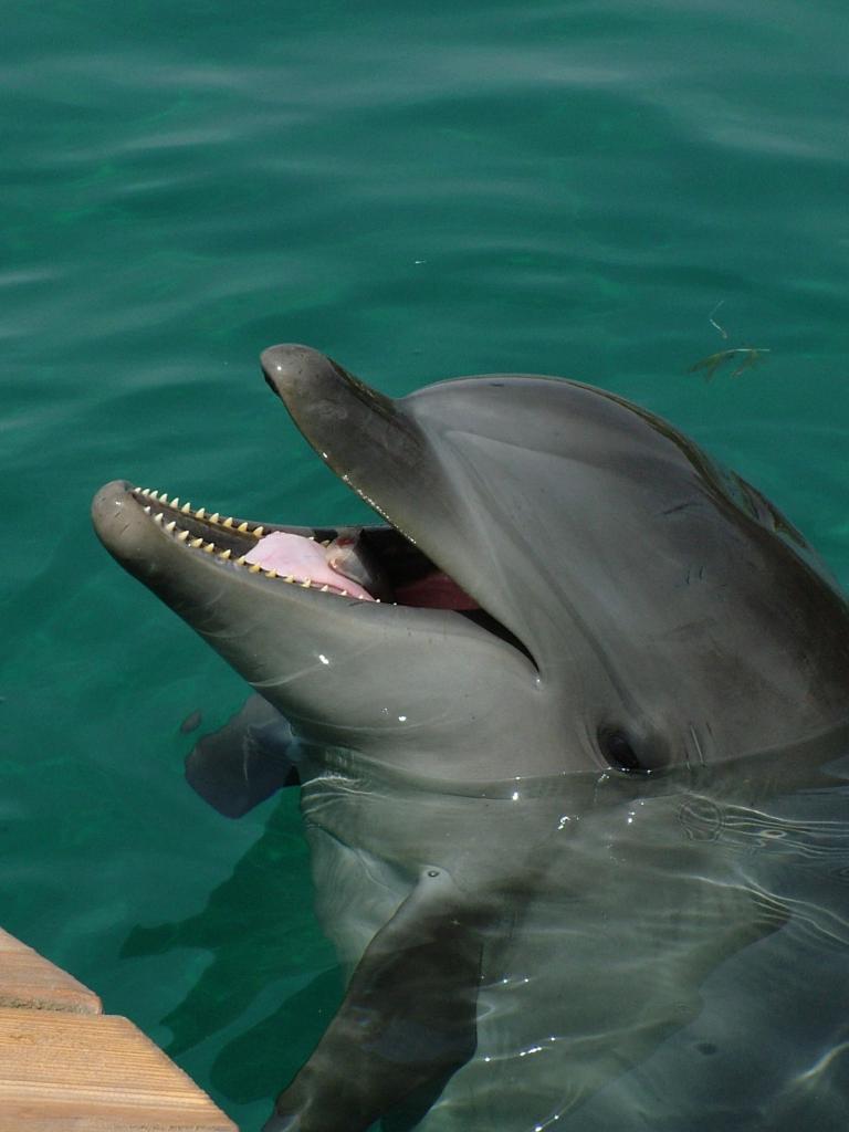 dolphin in the water