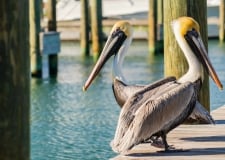 two pelicans on a dock